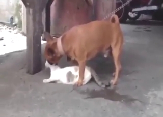 Unmissable dog vs cat fucking scene, orgasmic