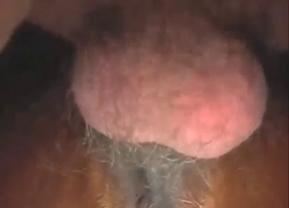 Large vag mare is going to get fucked silly