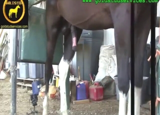 Huge horse cock pleased with this fleshlight