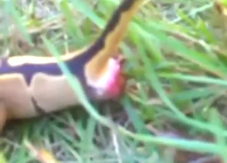 วิดีโออึของ Python สำหรับคนขี้เหม็นทั้งหลาย