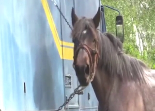 Mare gets pounded by a big dick stallion