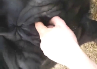 Sexy zoophile dealing with a cow's wet pussy