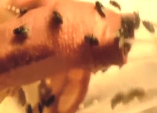 Stepdad decides to let flies live in his foreskin