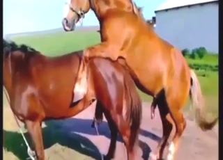 Horse fuck compilation with the best banging