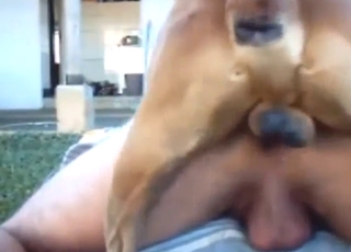 Big-balled beast is going to get off, doggystyle