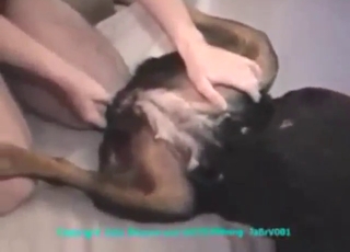 Exciting time as this dog takes his big boner