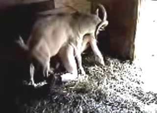 Hot-ass buck fuck looks great with those two