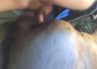 Farmer cheats on his lady with a sexy mare