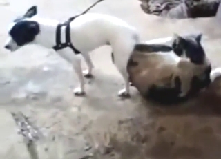 Bestiality porn with cats and dogs fucking around