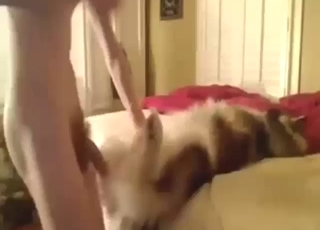 Good-looking bestiality porn with a teen fucker