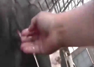 Cow fisting session with a sexy creature