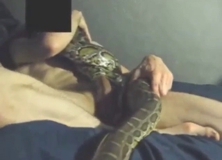 For en spenning: slangejävler i zoophile-porno