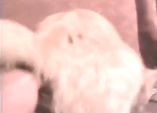 Zoo sex with a sexy animal, hot cat asshole