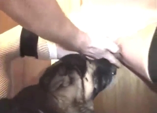 Sex swing zoophile lets this dog lick her hard