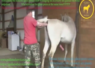 Dude is going to fist that mare's oozing cunt