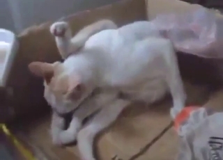 Zoophile porn with cats is just the sexiest thing