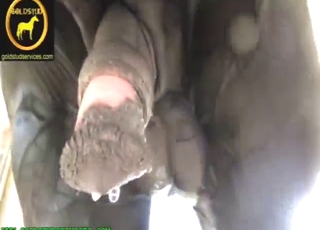 Zoo XXX displays great fisting and then some