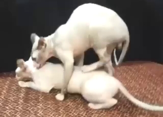 Zoo XXX with two Sphinx cats fucking hard