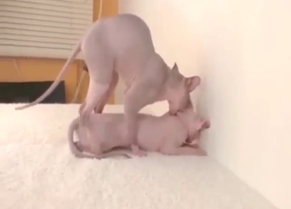 Passionate encounter with Sphinx cats cumming