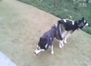 Amazing pig fuck scene with two beasts climaxing