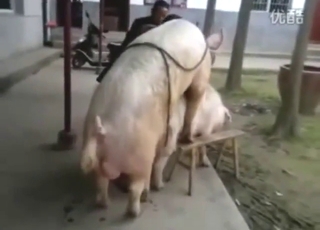 Pig fucking with animals that want orgasms
