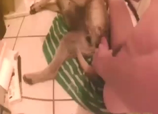 Sexed-up animal takes his full cock inside