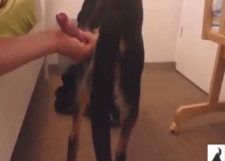 Dude wants to suck off a black dog for real