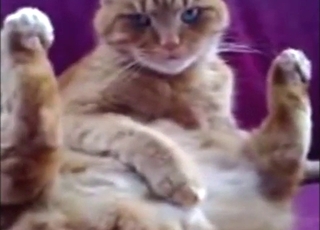 Solo cat masturbation session with real orgasms