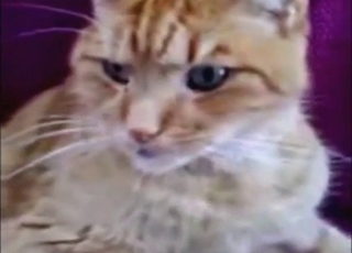 Solo cat masturbation session with real orgasms