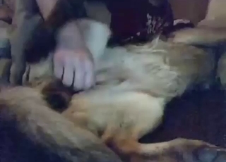 Zoophile is happy to finger a dog while resting