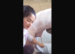 New zoo XXX from China: she sucks a pig off