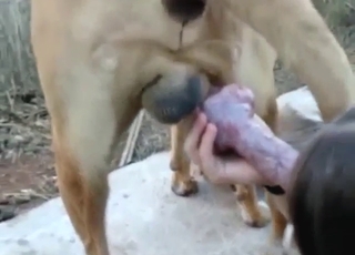 Hot zoophile fellates a dog while outside