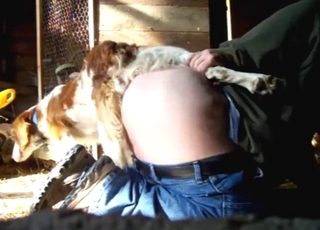 Round-assed zoophile porn star fucked by dog