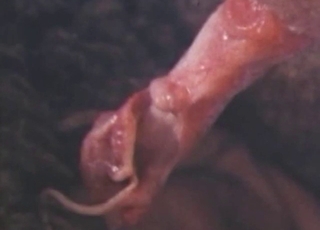 Açık havada çiftleşen seksi koyunlar, her şey yakın çekim.