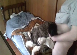 Plushie takes human cock in its wolf-hole
