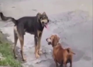 Gay bestiality sex with one dog fucking the other