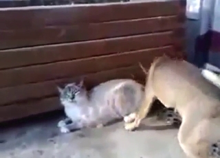 Real bestiality porn with cat bottoming for a dog