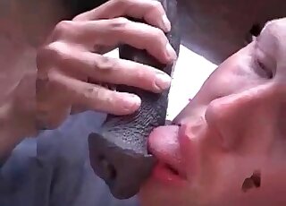 Bald dude worships horse's cock