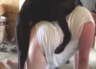 Black dog bangs male ass in bestiality sex