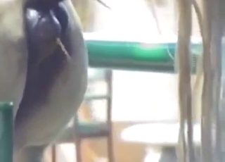 ม้าตัวนี้ต้องการสวนทวารในสวนสัตว์ที่ถูกต้องตามกฎหมาย XXX ที่นี่