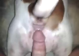 Sertleşmiş penisi olan adam bir Pitbull'u oldukça derinden beceriyor.