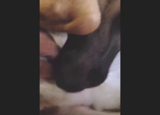 Guy gets super-horny fucking his slutty dog