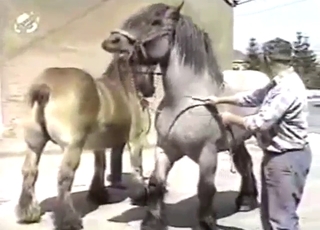 Outdoor horse fucking with lots of teasing