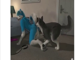 Crazy doggystyle with two dogs banging hard