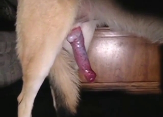 Bestiality sex with a German shepherd cumming