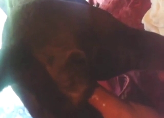 Savage stretching session with a horny beast