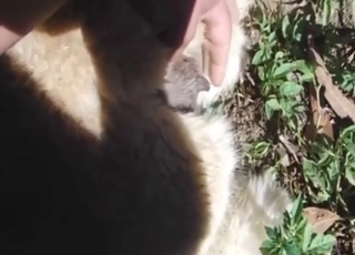 Horny alpaca is about to get fingered hard