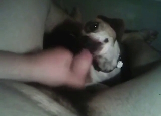 Beagle BJ showing a slutty dog sucking hard
