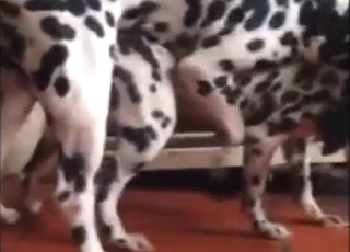 Dalmaçyalıların sonunda çiftleştiği Zoo XXX