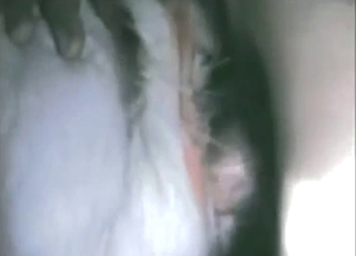 Goat pussy is getting stretched by a hot dick